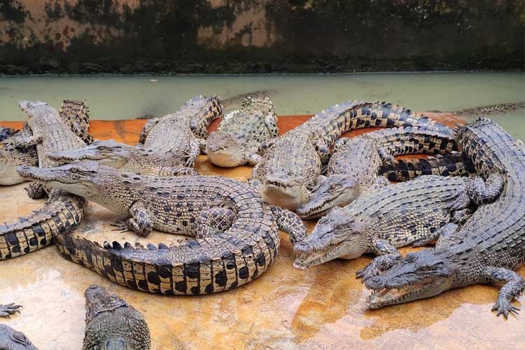 tempat wisata di medan Penangkaran Buaya Asam Kumbang