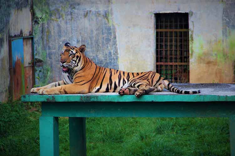 tempat wisata di medan kebun binatang medan